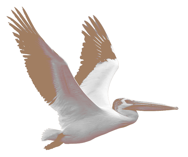 Ponet Pelican